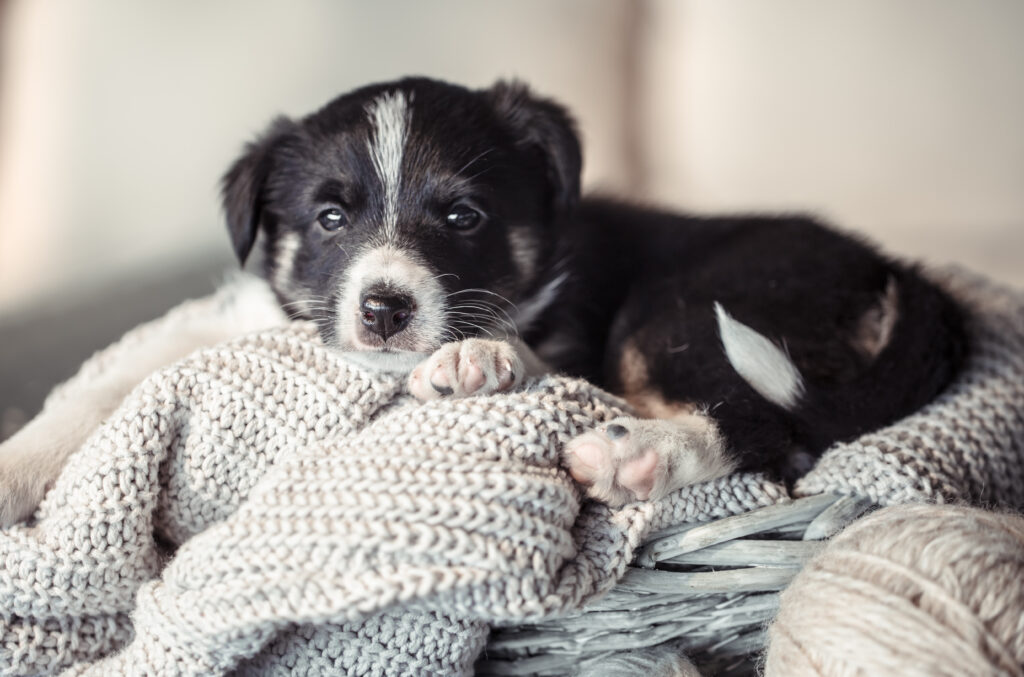 chiot assurance